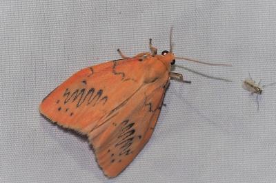 <i>Miltochrista miniata</i>