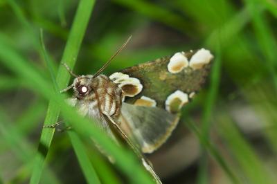 <i>Thyatira batis</i>
