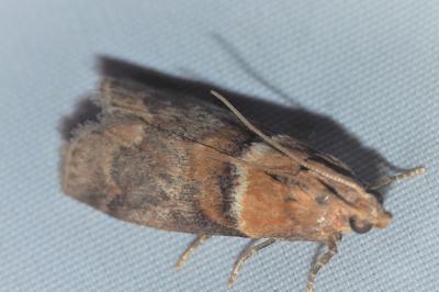 <i>Acrobasis repandana</i>