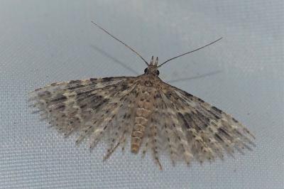 <i>Alucita hexadactyla</i>