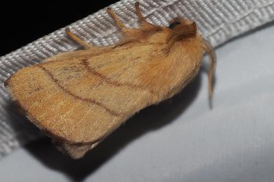 <i>Malacosoma neustria</i>