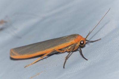 <i>Manulea complana</i>