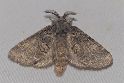 <i>Gluphisia crenata</i>