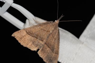 <i>Hypena proboscidalis</i>
