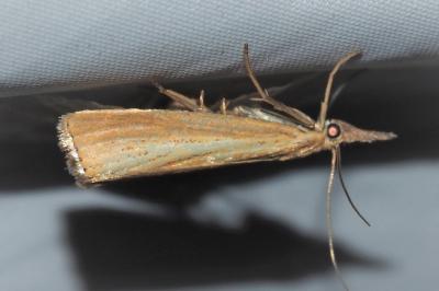 <i>Agriphila straminella</i>