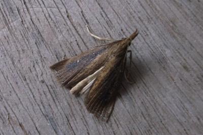 <i>Chilo phragmitellus</i>