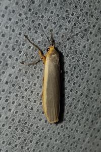 <i>Nyea lurideola</i>