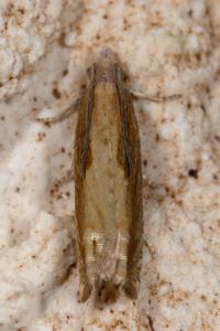 <i>Eucosma obumbratana</i>