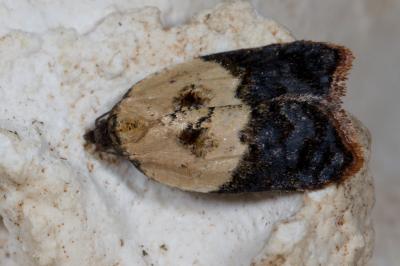 <i>Acleris variegana</i>