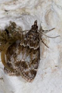<i>Eudonia mercurella</i>