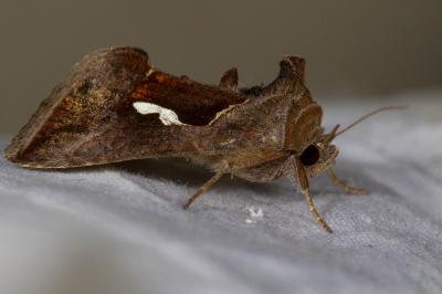 <i>Macdunnoughia confusa</i>