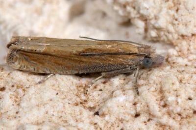 <i>Eucosma obumbratana</i>