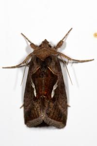 <i>Macdunnoughia confusa</i>