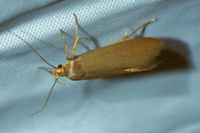 <i>Crassa unitella</i>
