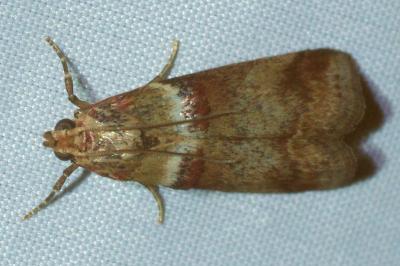 <i>Acrobasis tumidana</i>