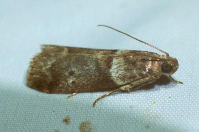 <i>Acrobasis consociella</i>