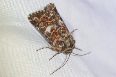 <i>Anarta myrtilli</i>