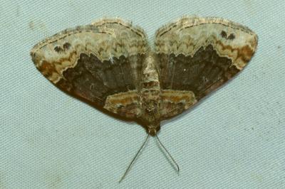 <i>Xanthorhoe ferrugata</i>