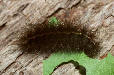 <i>Spilosoma lubricipeda</i>