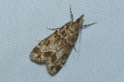 <i>Eudonia mercurella</i>