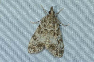 <i>Eudonia lacustrata</i>