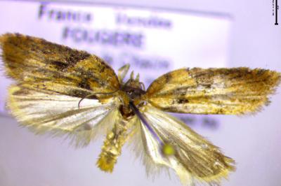 <i>Acleris shepherdana</i>