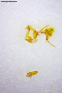 <i>Acleris shepherdana</i>
