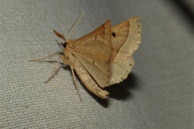 <i>Crocallis elinguaria</i>