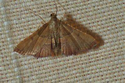 <i>Endotricha flammealis</i>