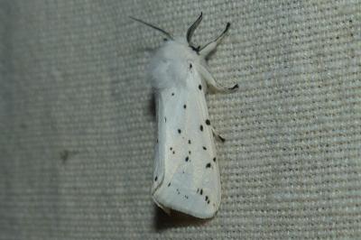 <i>Spilosoma lubricipeda</i>
