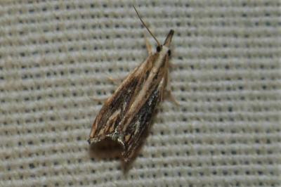 <i>Catoptria verellus</i>