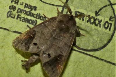 <i>Clostera anachoreta</i>