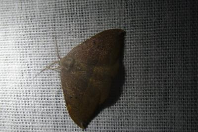 <i>Watsonalla uncinula</i>