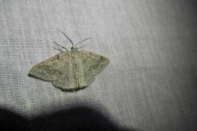 <i>Pseudoterpna coronillaria</i>