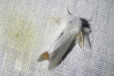 <i>Sphrageidus similis</i>