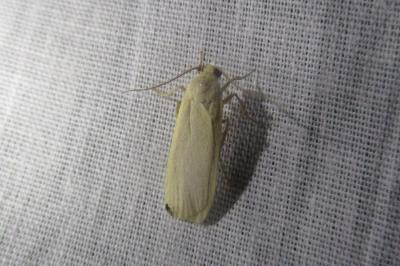 <i>Katha depressa</i>