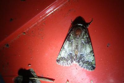 <i>Polyphaenis sericata</i>