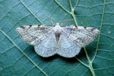<i>Stegania trimaculata</i>
