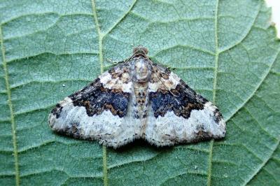 <i>Epirrhoe galiata</i>