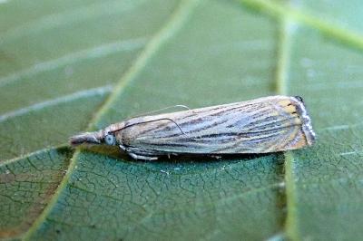 <i>Chrysoteuchia culmella</i>