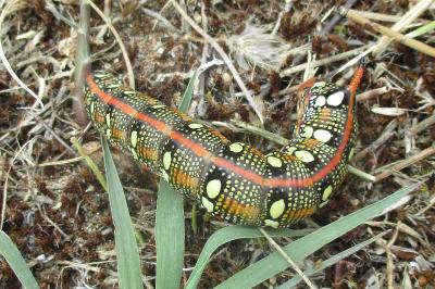 <i>Hyles euphorbiae</i>