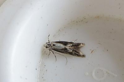 <i>Blastodacna hellerella</i>