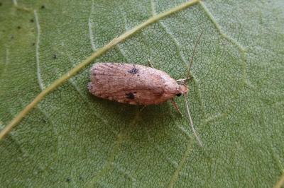 <i>Agonopterix propinquella</i>