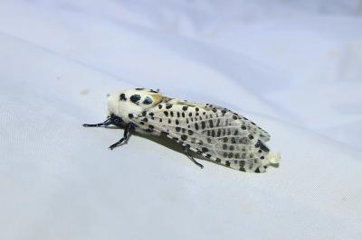 <i>Zeuzera pyrina</i>