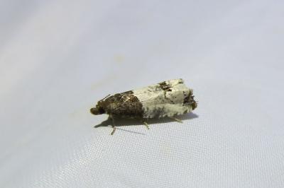 <i>Notocelia roborana</i>