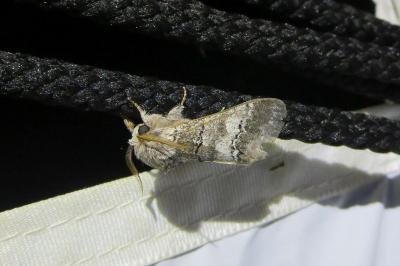<i>Drymonia querna</i>