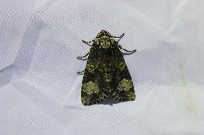 <i>Craniophora ligustri</i>