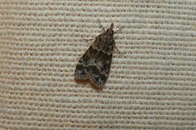 <i>Eudonia mercurella</i>