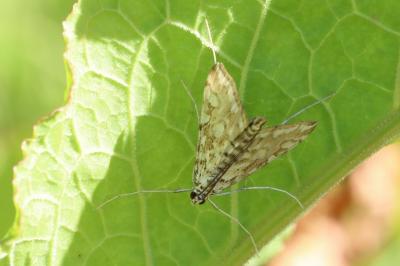 <i>Elophila nymphaeata</i>