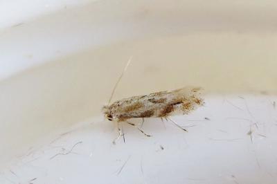 <i>Bucculatrix bechsteinella</i>